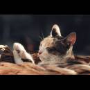cat-6576397_1280