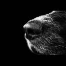 onestarmediapromoteagency